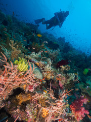 Fototapeta na wymiar Scuba diver and coral reef
