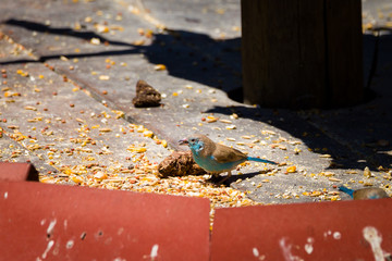 Blue Waxbill