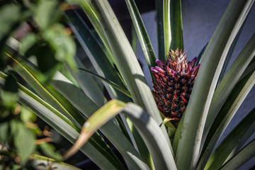 Obraz premium Planta de piña