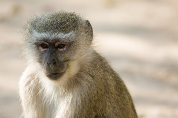 Vervet Monkey
