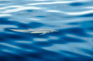 Dolphins in el boiler, ravillagigedo archipelago, Mexico.