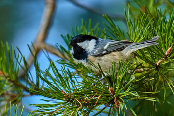 A bird - Coal Tit ( Periparus ater ) sitting on a pine branch. Close-up.
