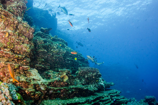 Reef fish from Revillagigedo archipelago. Mexico.