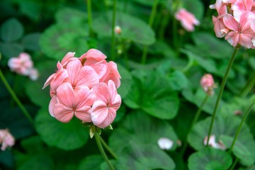 Close-up view of delicate small pink geranium flowers