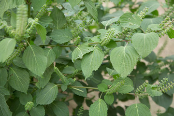 Chinese medicine Perilla