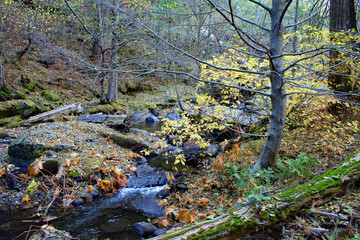 Fall on Lewis Creek (CA 02152)