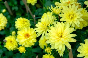 Closed-up view of Yellow Dahlia flower with blurred background
