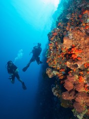 Divers beside the wall fully covered with soft corals