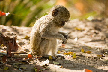 Vervet Monkey
