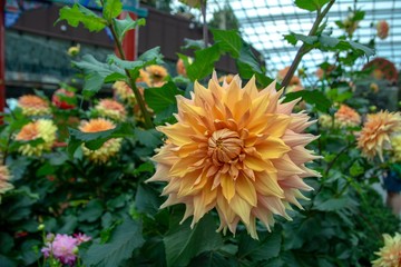 Closed-up view of Yellow Dahlia flower with blurred background