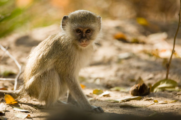 Vervet Monkey