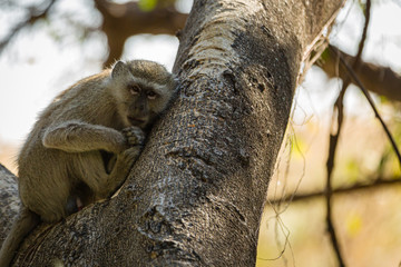 Vervet Monkey
