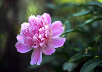 pink flower