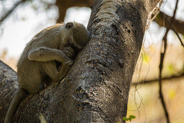 Vervet Monkey