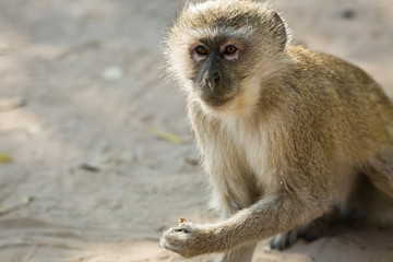 Fototapeta premium Vervet Monkey