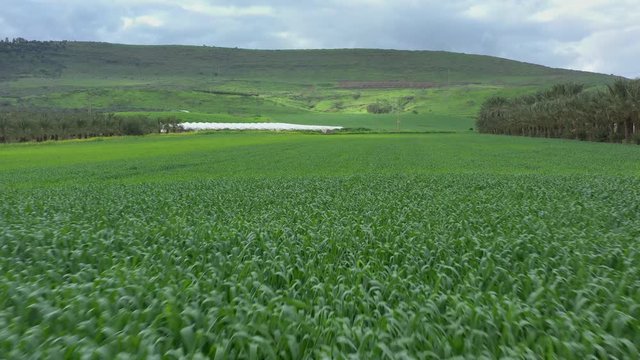 view of agricultural fields in Northern Israel. video shooting from a drone on a Sunny spring day.the camera moves quickly over the field
