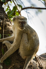 Vervet Monkey