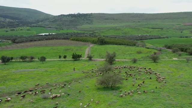 aerial video of the provincial Northern part of Israel. top view of the nature of Northern Israel and a shepherd driving a flock of sheep into a field.