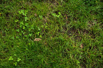 The texture of the green lawn. Background image of green fresh grass