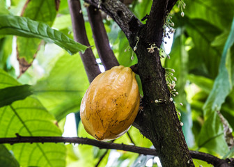 The fruit of the cacao tree, flowers and buds. Close-up, shallow depth of field