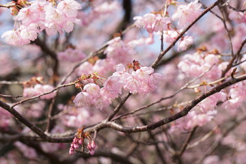 Fototapeta premium 初御代桜