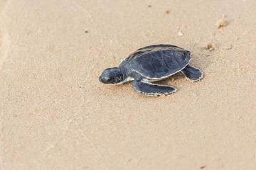 Baby green sea turtle walks in the sand towards the ocean 