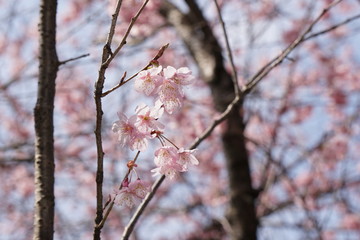 初御代桜