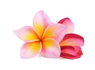 frangipani flower isolated on white background