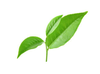 Naklejka na ściany i meble Green tea leaf isolated on white background