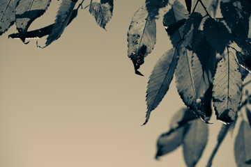 autumn leaves on black background