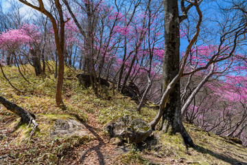 アカヤシオの咲く春の登山道 © backpacker