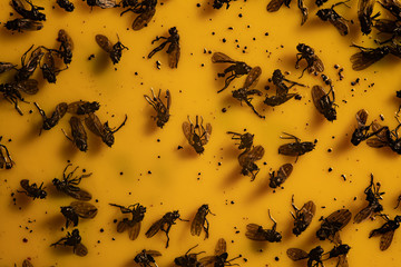 sticky trap in greenhouse with flies