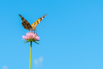 Fototapeta na wymiar Butterfly on a purple flower against the blue sky. copy space