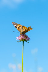 Butterfly on a purple flower against the blue sky. vertical photo