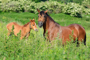 Red horse with young horses on a pasture