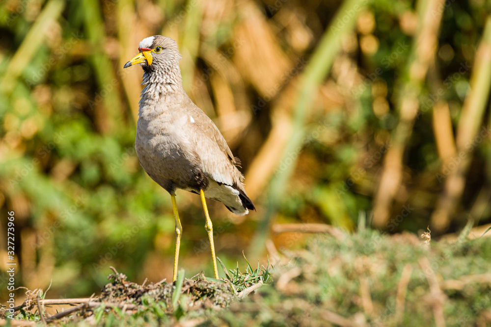 Poster African wattled lapwing