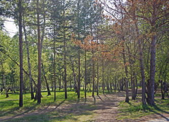 Fototapeta premium warm summer day in the forest