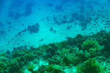 Naklejka na ściany i meble A thriving,healthy coral reef covered in hard corals, soft coral with abundant fish life. toned