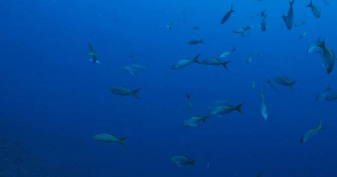 Reef fish from Revillagigedo archipelago. Mexico.