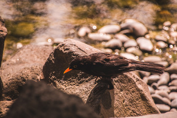 Japanese garden, western springs, auckland, new zealand