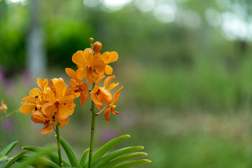 Blooming Siberian Wallflower ( Erysimum x marshallii ) close-up with orange blossoms. Copy space