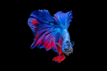 Gardinen Der bewegende Moment schön von roten und blauen siamesischen Betta-Fischen oder ausgefallenen Betta-Splendens-Kampffischen in Thailand auf schwarzem Hintergrund. Thailand nannte Pla-kad oder halbmondbeißende Fische. © Soonthorn