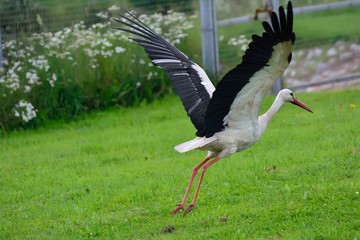 Obraz na płótnie Canvas The stork goes on take-off spread its wings
