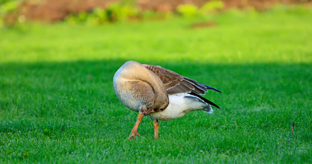 Wild goose is taking off from the field