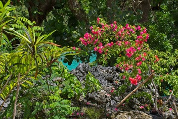 Tropical plants growing from lava around the Blue Lagoon in Vanuatu.