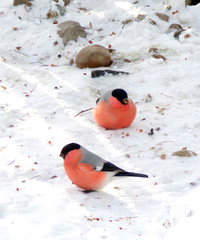 A pair of bullfinches in the snow. Red bullfinches. Two young bullfinches in winter. Winter birds are harbingers of the new year and Christmas. Beautiful and bright bullfinch birds.The male bullfinch.