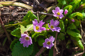 First spring flowers in the forest