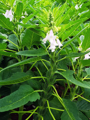 Sesame seedlings planted in rural areas of China