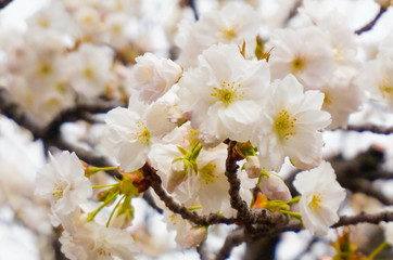 White  Cherry blossom or sakura flower  in spring season at Japan. Hanami festival in the park.