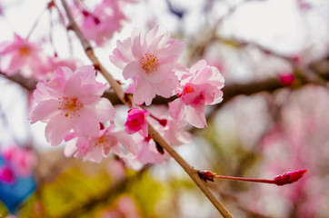 Fototapeta na wymiar Pink Cherry blossom or sakura flower in spring season at Japan. Hanami festival in the park.